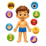 Kidsoz body parts learning card for children